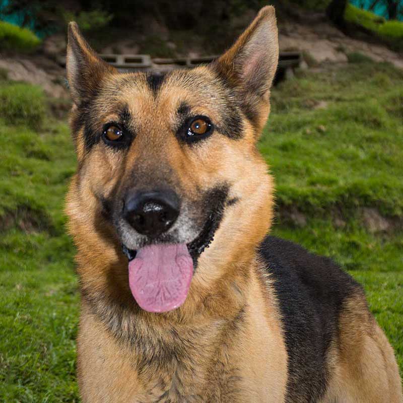 Perro en adopción perrito en adopción Berlin