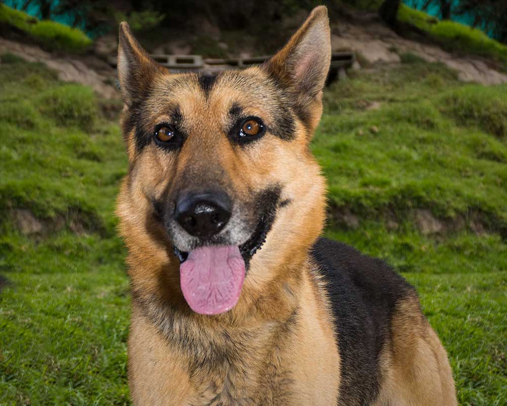 Perro en adopción perrito en adopción Berlin