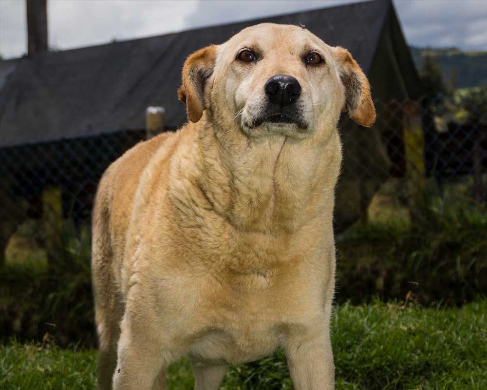 foto lucky