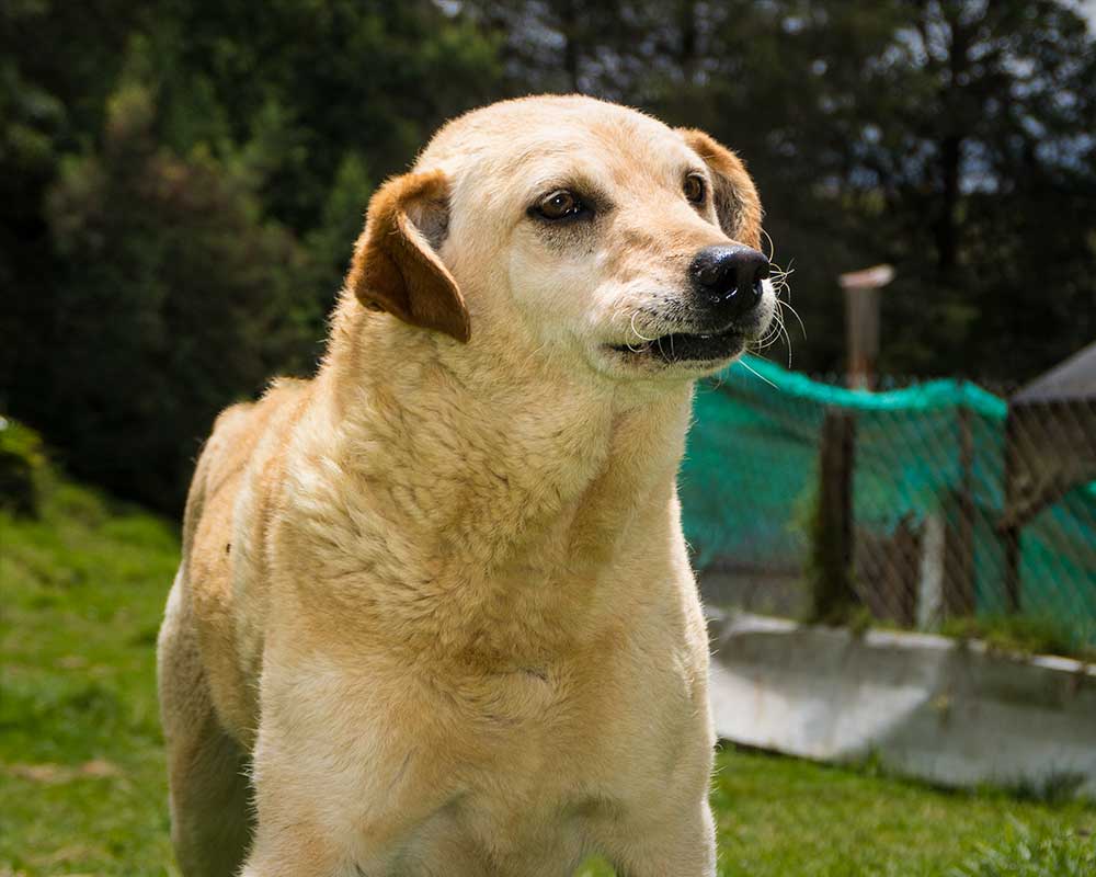 foto lucky