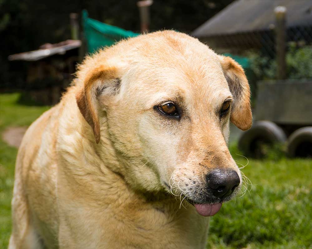 foto lucky