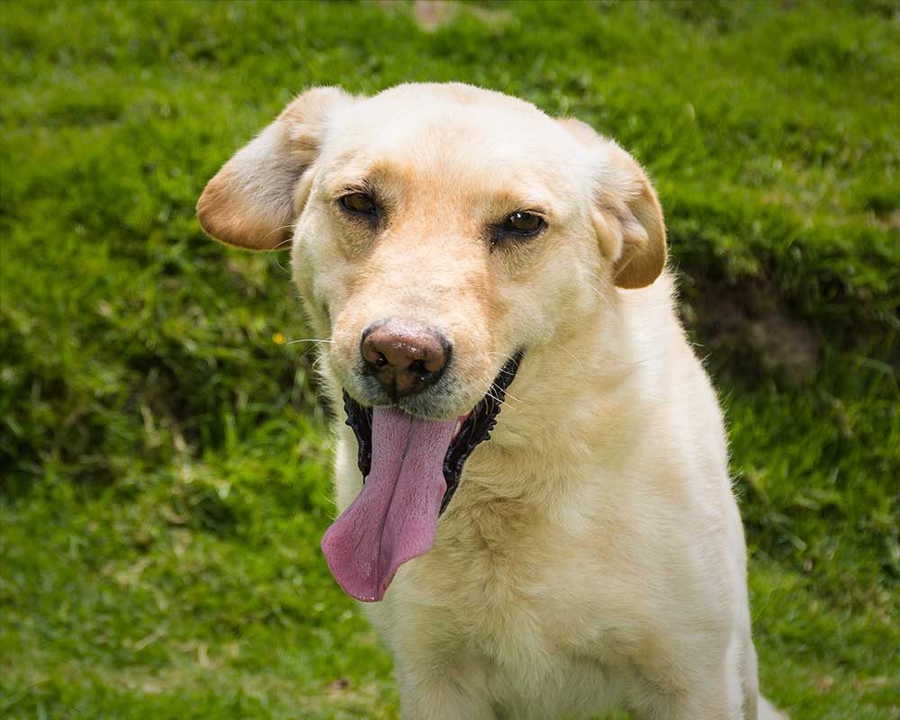 foto lucky