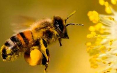RADICAN PROYECTO EN BOYACÁ PARA DECLARAR A ABEJAS Y POLINIZADORES SERES VIVOS ESPECIALES