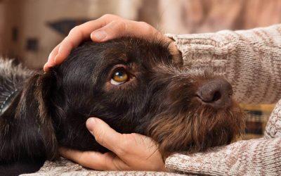 TRUCOS PARA EVITAR QUE SU PERRO SE ASUSTE POR EL RUIDO DE PÓLVORA O TRUENOS