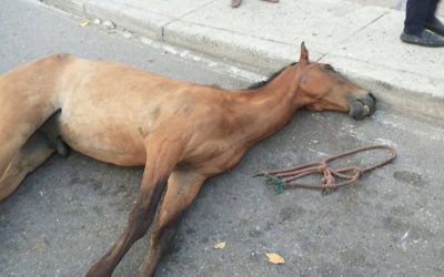 MUEREN 12 CABALLOS COCHEROS EN CARTAGENA (COLOMBIA)