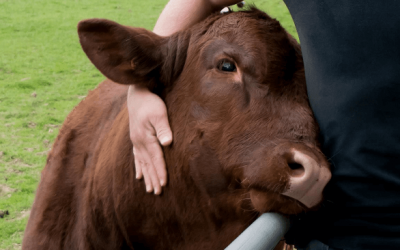 DÍA INTERNACIONAL DE LOS DERECHOS ANIMALES