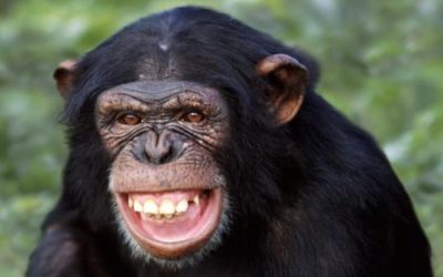 DÍA MUNDIAL DEL MONO,                                                       SU EXISTENCIA ESTÁ EN PELIGRO POR LA DESTRUCCIÓN DE SU HÁBITAT Y LA CAZA FURTIVA