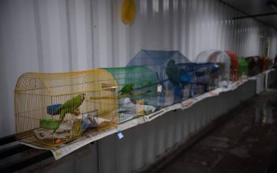 PROHÍBEN VENTA DE ANIMALES VIVOS EN PLAZAS DE MERCADO DE BOGOTÁ (COLOMBIA)