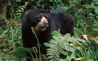 CAFÉ OSO ANDINO, EL PROYECTO QUE BUSCA PROTEGER, CONSERVAR Y MANTENER AL OSO DE ANTEOJOS