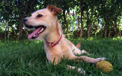 PROPONEN QUE, POR LEY, EN COLEGIOS HAYA UNA CÁTEDRA DE PROTECCIÓN ANIMAL (COLOMBIA)
