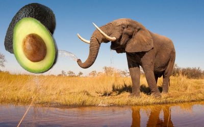 AGRO-INDUSTRIAS QUE ATENTAN CONTRA EL MUNDO ¿ELEFANTES O AGUACATES?