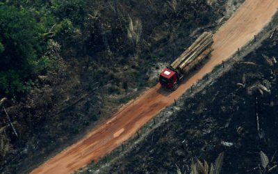 ¡BOSQUES VS. NEGOCIOS!