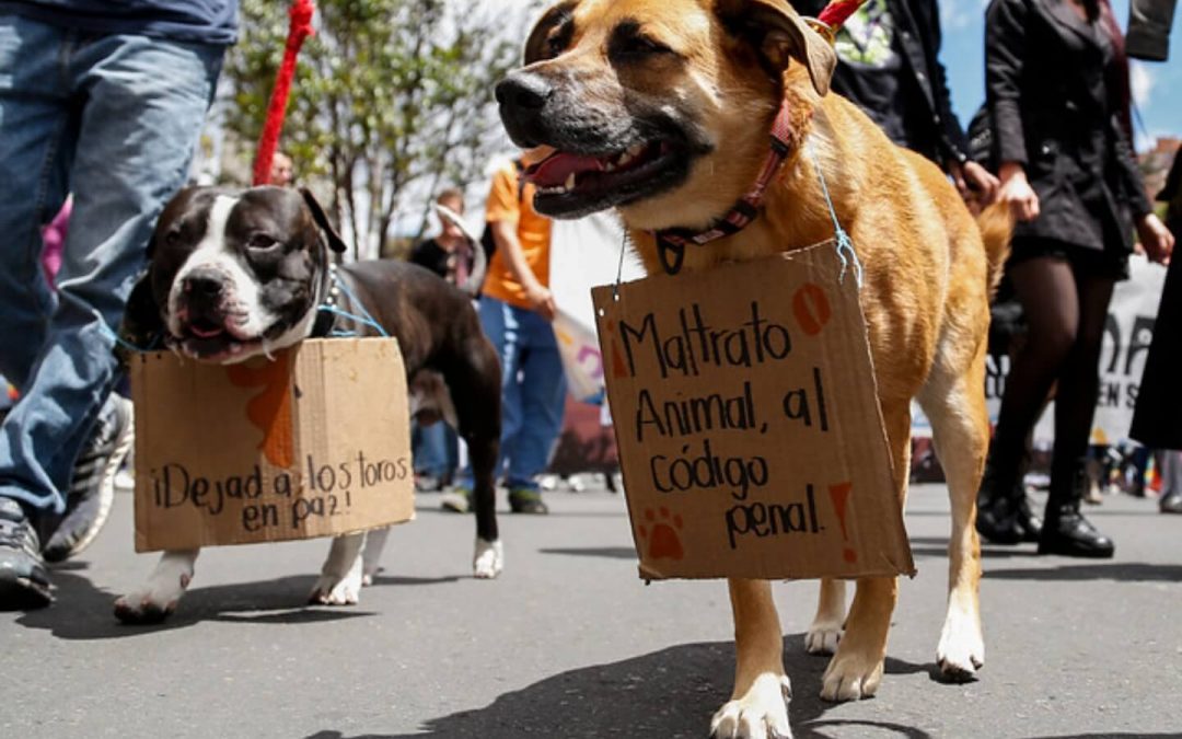 LA INDOLENCIA SOCIAL Y LA INDIFERENCIA DEL ESTADO ANTE EL MALTRATO ANIMAL (COLOMBIA)