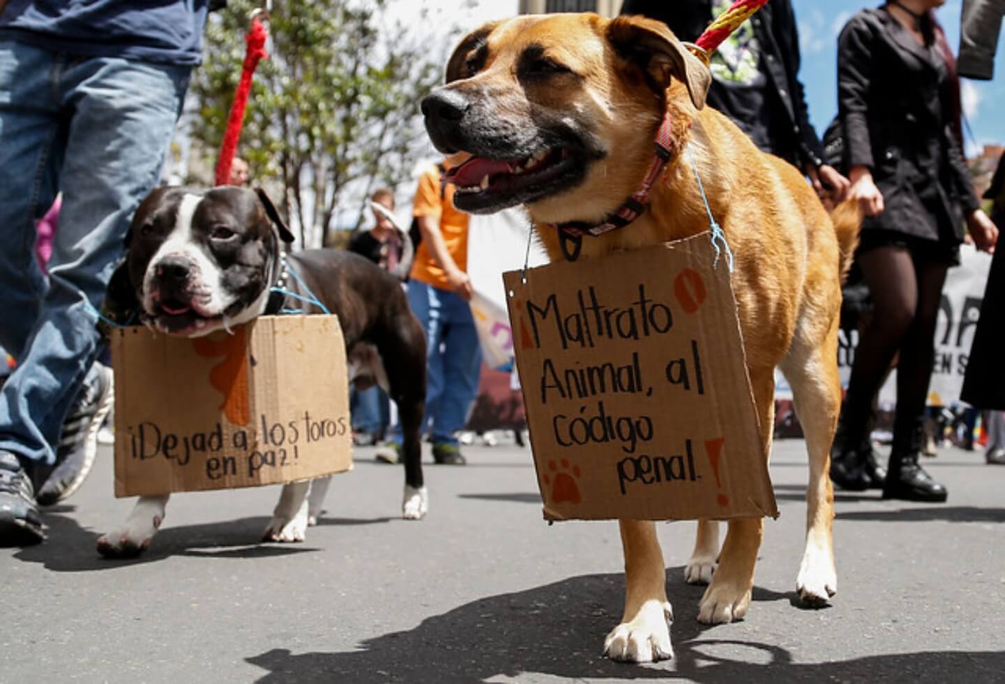 LA INDOLENCIA SOCIAL Y LA INDIFERENCIA DEL ESTADO ANTE EL MALTRATO ANIMAL (COLOMBIA) Fundación LA INDOLENCIA SOCIAL Y LA INDIFERENCIA DEL ESTADO ANTE EL MALTRATO ANIMAL (COLOMBIA) Fundación