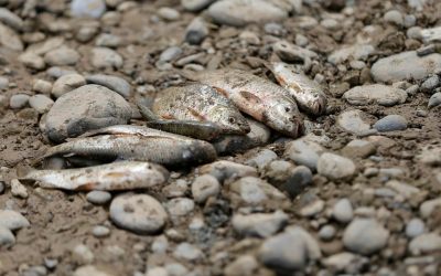 MILES DE PECES MUERTOS EN EL LAGUITO (CARTAGENA)