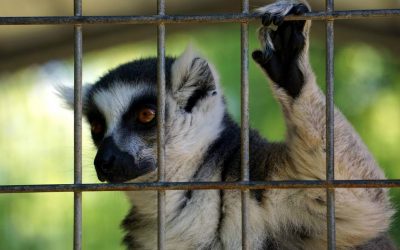MALTRATO A LA FAUNA SILVESTRE EN MEXICO
