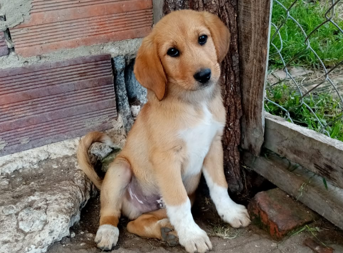Lennon
