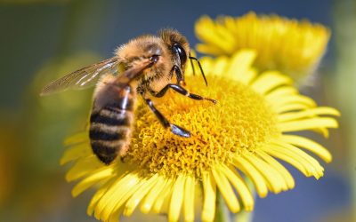 LAS ABEJAS: MASACRE Y DESTIERRO…