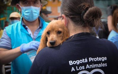 LA IMPORTANCIA DE ESTERILIZAR