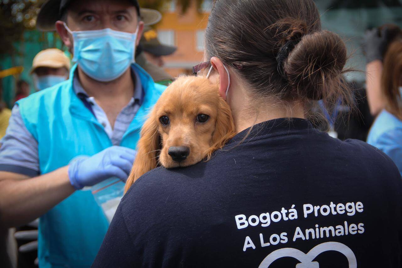 PROYECTO DE LEY QUE BUSCA EVITAR EL MALTRATO ANIMAL - Fundación Amigos