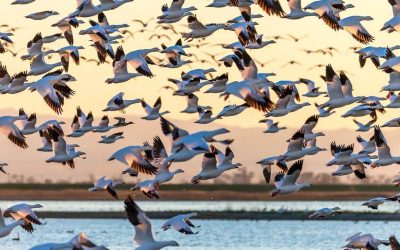 LAS AVES CONECTAN NUESTRO MUNDO!