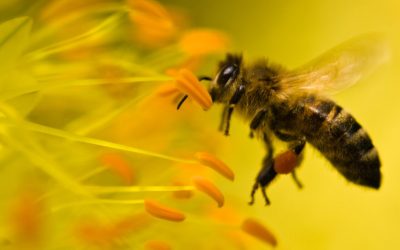 ABEJAS Vs. AGROQUÍMICOS