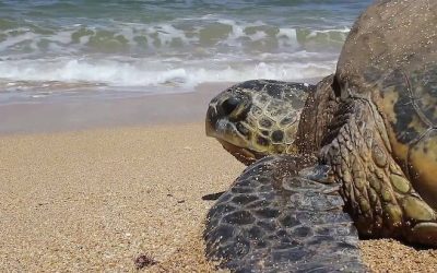 DÍA MUNDIAL DE LAS TORTUGAS MARINAS 2021