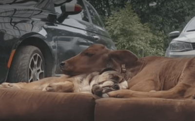 SECOND CHANCES, EL SANTUARIO QUE LE DA UNA OPORTUNIDAD DE AMOR Y VIDA A ANIMALES ‘INADOPTABLES’