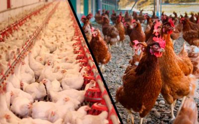 LAS GALLINAS PONEDORAS MÁS VALIOSAS DEL PAÍS: SUS HUEVOS VALEN ORO