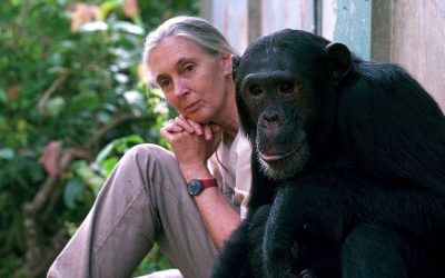 JANE GOODALL, LA VOZ HUMANA DE LOS CHIMPANCÉS