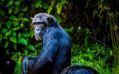 DIA MUNDIAL DEL CHIMPANCÉ 2021