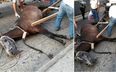 LOS CABALLOS DE CARTAGENA (COLOMBIA)