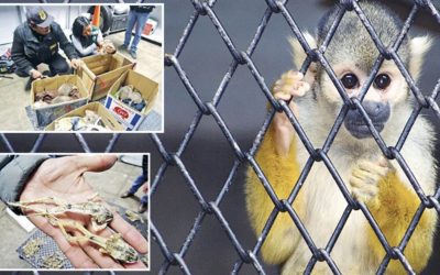 EL OSCURO NEGOCIO DE TRAFICO DE ANIMALES