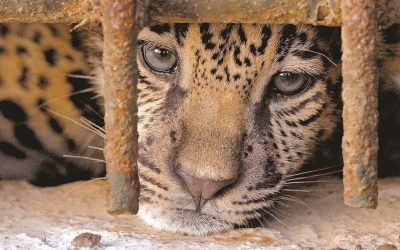 TRAFICO LEGALIZADO DE ANIMALES