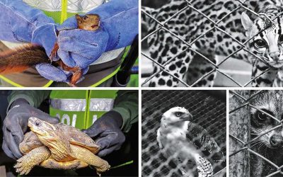 COLOMBIA LE CIERRA EL CERCO AL TRÁFICO ILEGAL DE ESPECIES SILVESTRES