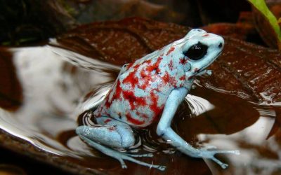TRÁFICO ILEGAL DE ESPECIES EN COLOMBIA