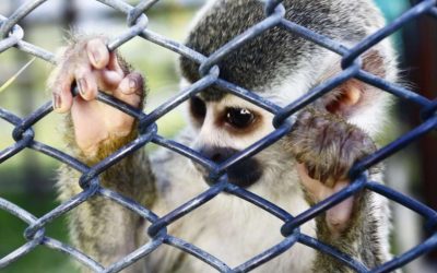 CAMPAÑA CONTRA EL TRÁFICO Y TENENCIA ILEGAL DE FAUNA SILVESTRE – «TRAVESÍA A LA LIBERTAD»