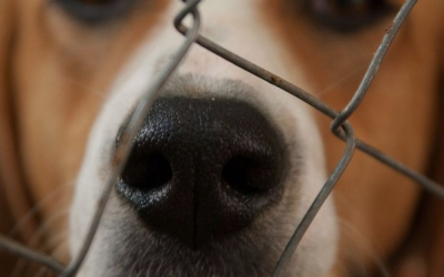 CELEBREMOS EL DÍA INTERNACIONAL DEL ANIMAL SIN HOGAR ADOPTANDO UN PERRO O GATO