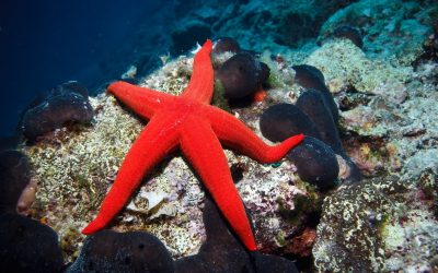 LAS ESTRELLASDE MAR, LOS PULPOS Y LOS CORALES