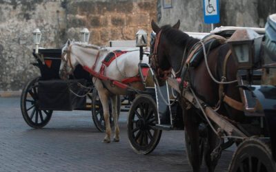 LOS CABALLITOS DE CARTAGENA (COLOMBIA)