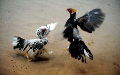 LAS RIÑAS DE GALLOS