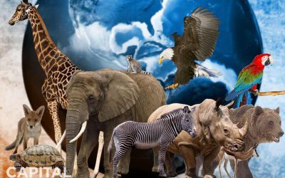 DÍA MUNDIAL DE LOS ANIMALES