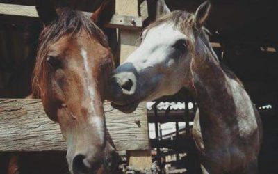 POR LEY BUSCAN PROHIBIR VEHÍCULOS DE TRACCIÓN ANIMAL PARA FINES TURÍSTICOS