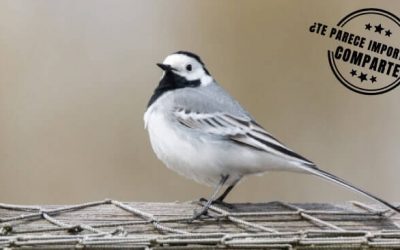 ¿CUÁL ES LA IMPORTANCIA DE LAS AVES MIGRATORIAS PARA EL MEDIO AMBIENTE?