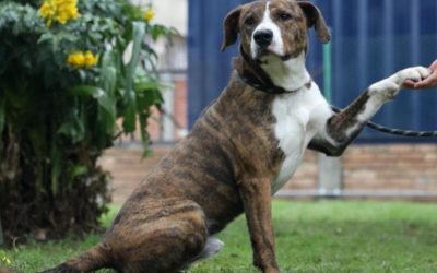 ¿CÓMO ACCEDER A LOS 4.000 CUPOS DE ESTERILIZACIONES DE ANIMALES EN OCTUBRE? (BOGOTÁ)