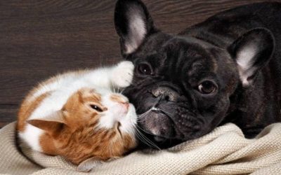FRANCIA PROHIBE VENTA DE PERROS Y GATOS A PARTIR DE 2024