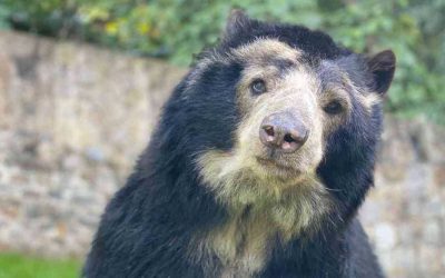 EL OSO DE ANTEOJOS DE UBALA-COLOMBIA