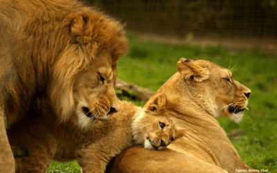 DIA INTERNACIONAL DE LOS DERECHOS DE LOS ANIMALES