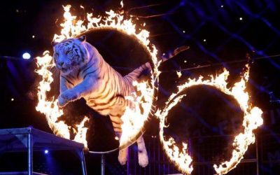 FRANCIA PROHÍBE POR LEY ANIMALES SALVAJES EN LOS CIRCOS