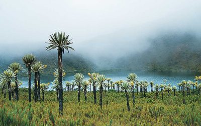 ¿SABIAS ESTO SOBRE LOS PARAMOS EN COLOMBIA?